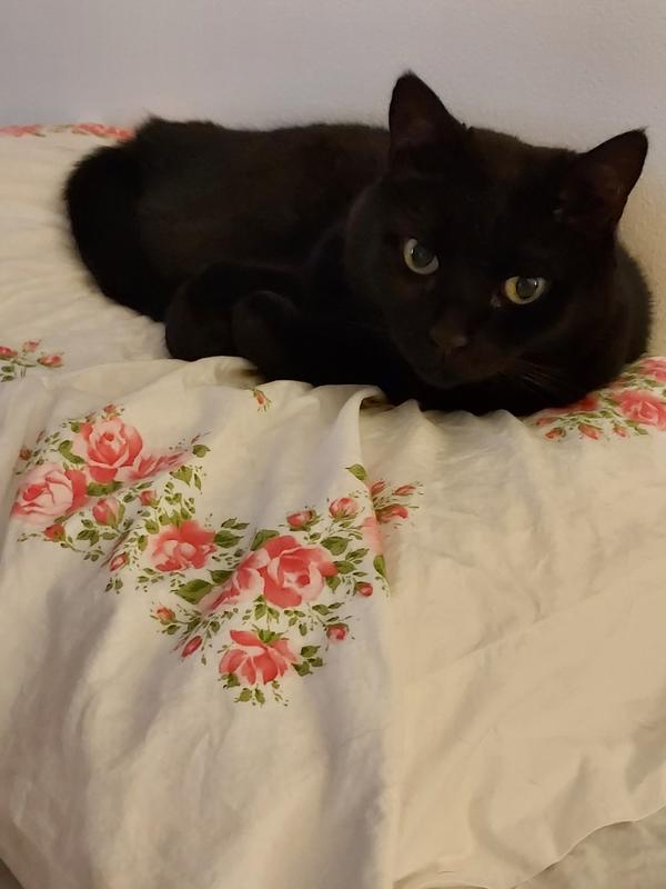 Angelica aka Little Lady