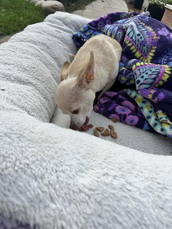 Chihuahua treat yumminess!