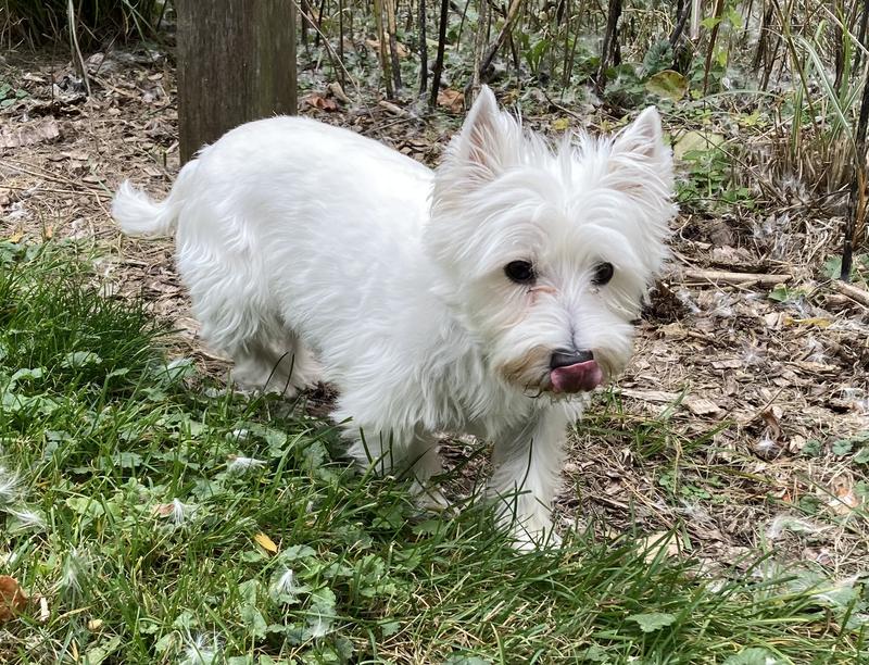 The Westie wonder