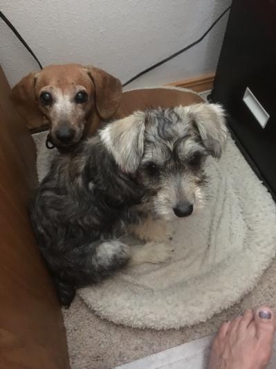 Rosey is 11 1/2 years old and Pearl is 3 months old.