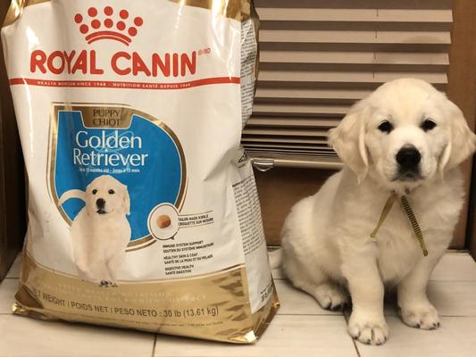 Chewy royal shop canin golden retriever