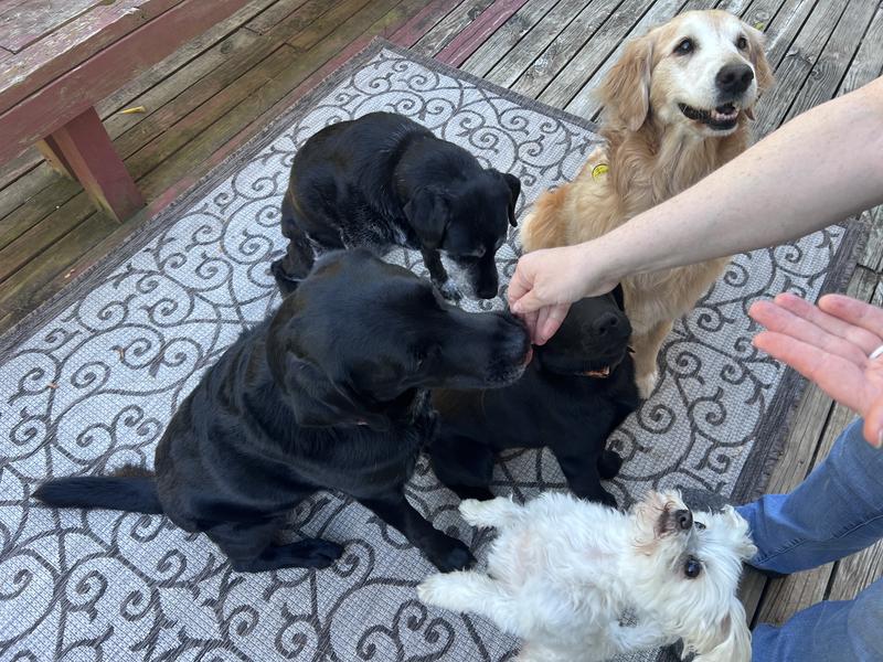 They were so excited for treat time!!