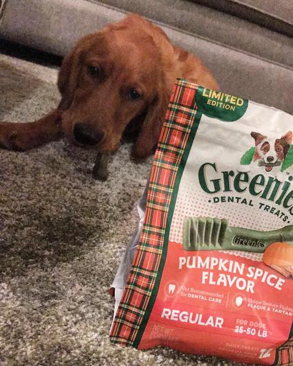 Discontinued GREENIES Pumpkin Spice Flavor Dental Dog Treats Regular 12 count Chewy