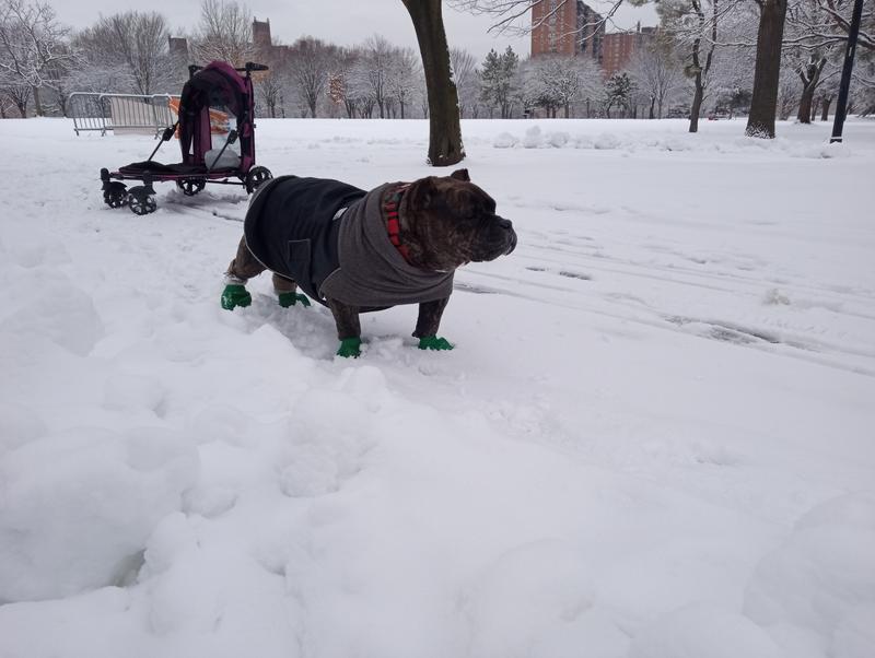 The best day ever thks to pet gear 18 year old in the park