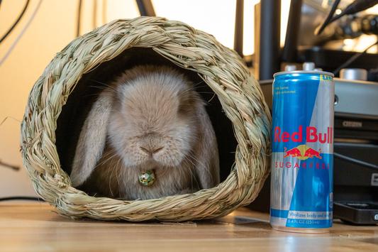 Holland Lop, 10 weeks old, 2.2 lbs.