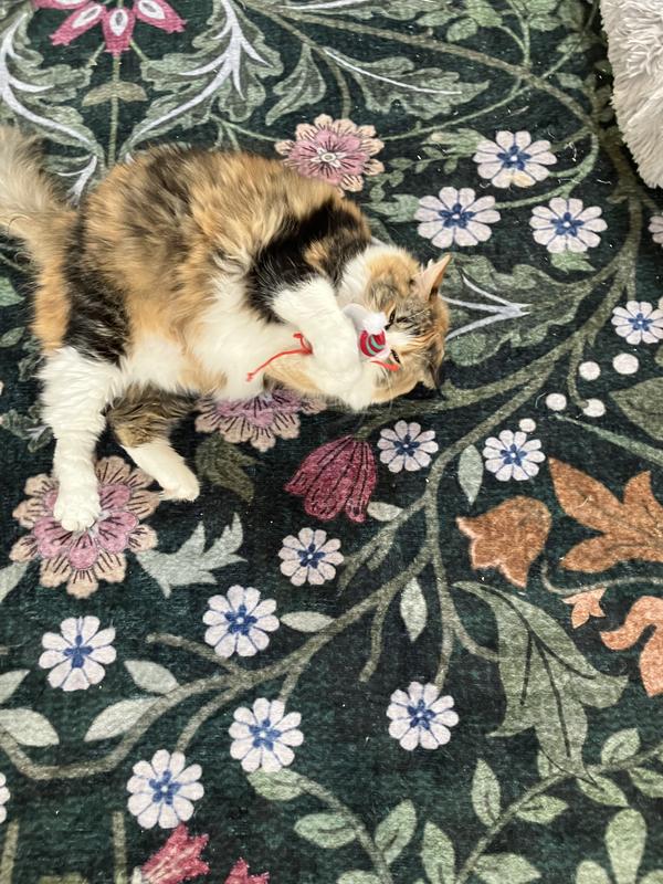 We love our elf’s!!