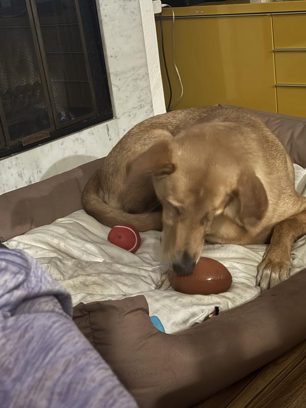 Rolling it around to get those yummy treats out