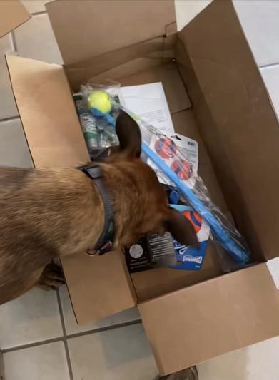 Benji's Chewy box has arrived!