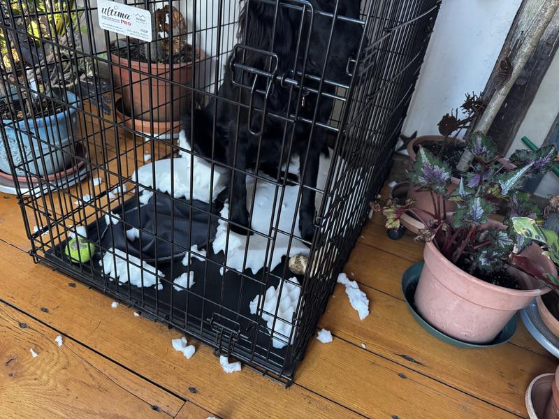 Came home to an indoor snowstorm.