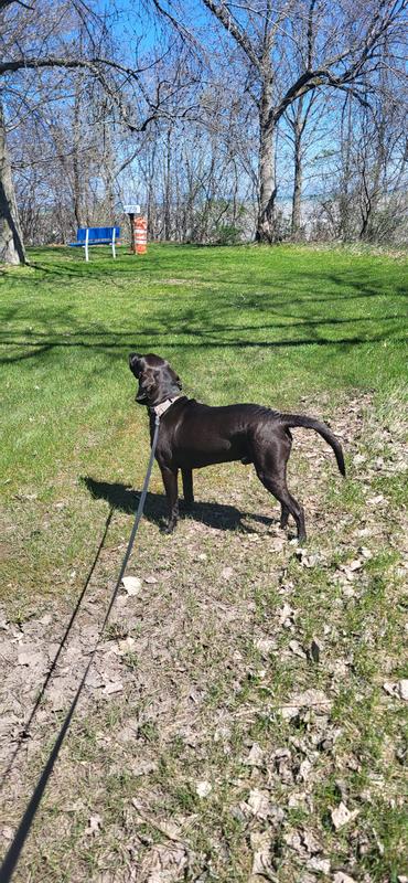 Kufu loves his daily outings & is my personal trainer.