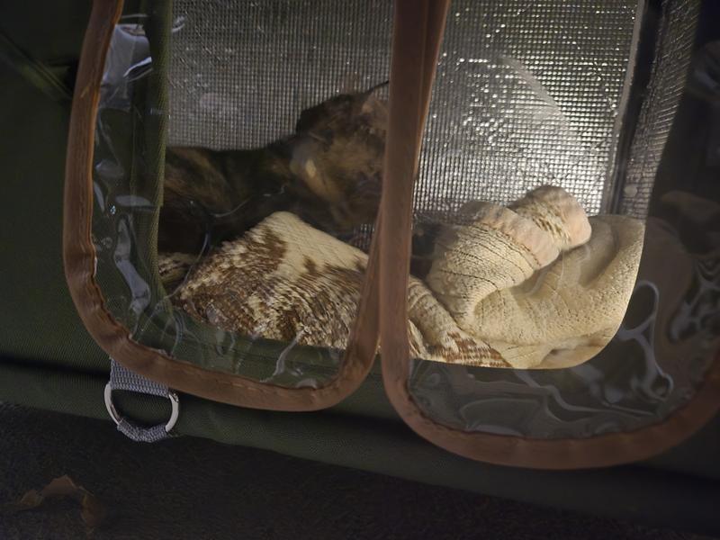 Inside Appearance with Cat