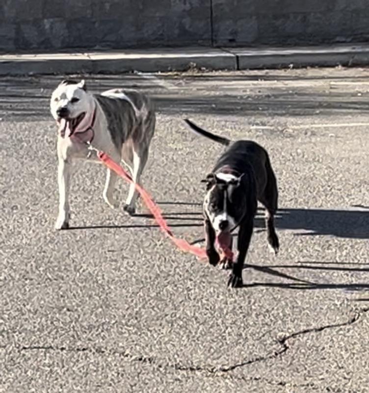 I wanted to tether my newly adopted girl, the black one, to my dog who doesn’t run off, and when I do let them roam, I supervise and it’ll be this way for appx 3 months