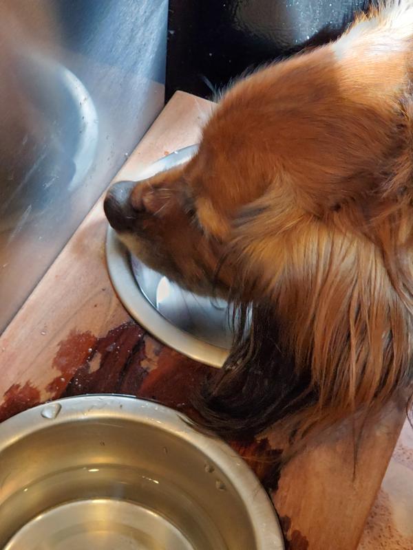 Kendra cleaning up every inch of her bowl so I guess she approves!