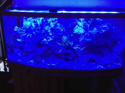 KOVAL LED Aquarium Light, 24 - 30 in, 78 LED - Chewy.com