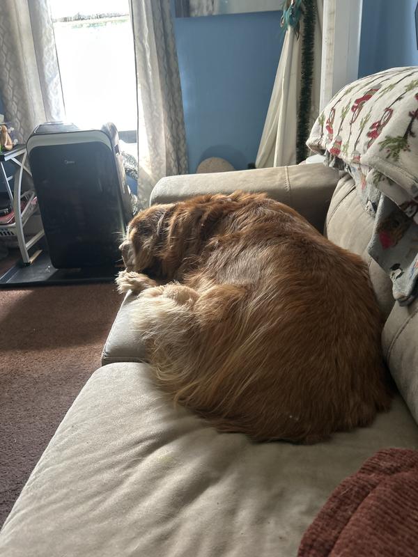 Love seeing him resting comfortably and not constantly licking