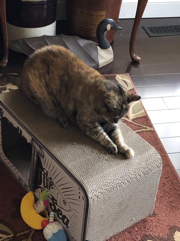 Stella scratching on it as soon as it was unwrapped.