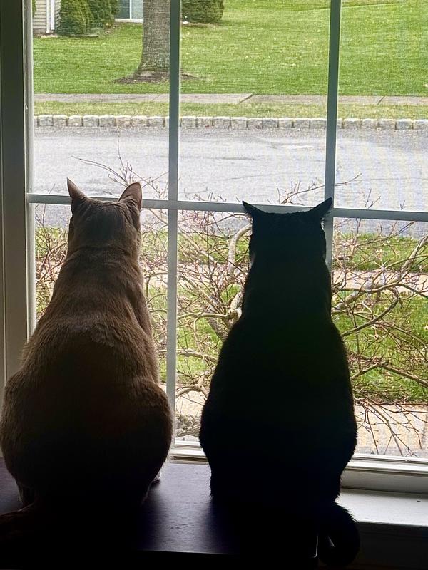 Bonded boys!