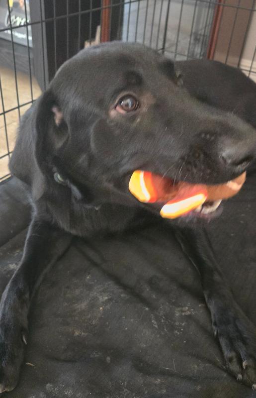 Chewing on it in his den