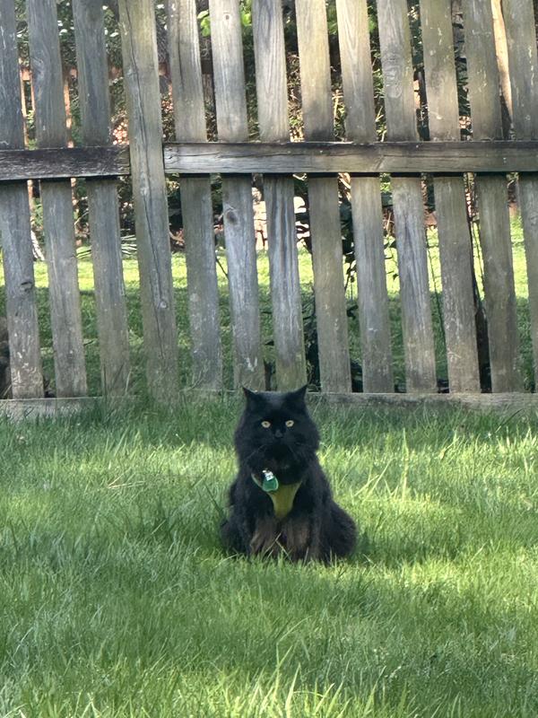 Purge exploring with harness