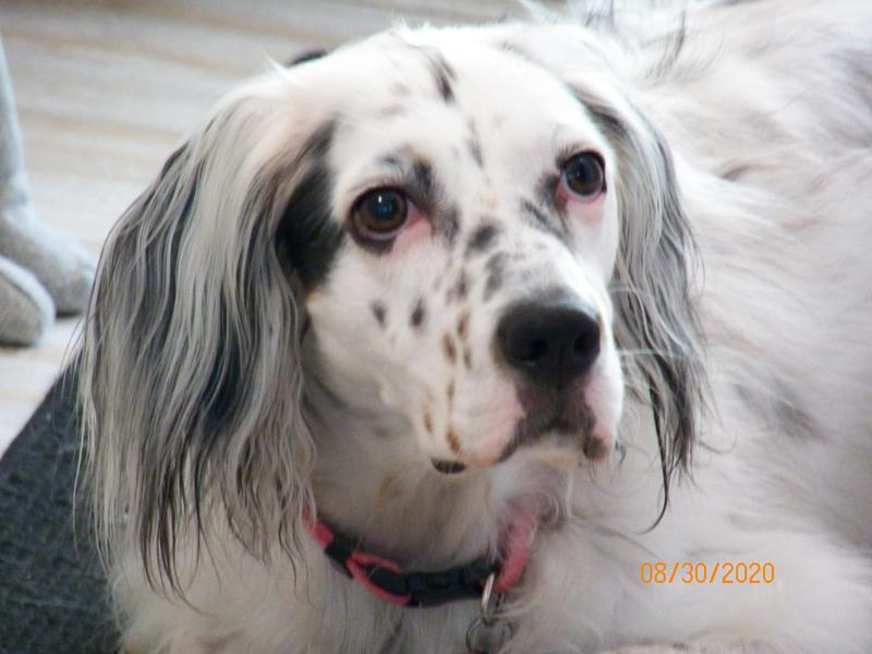 Leashboss Splash Mat Silicone Dog Food Mat With Tall Lip - Beige - 31  requests M/L