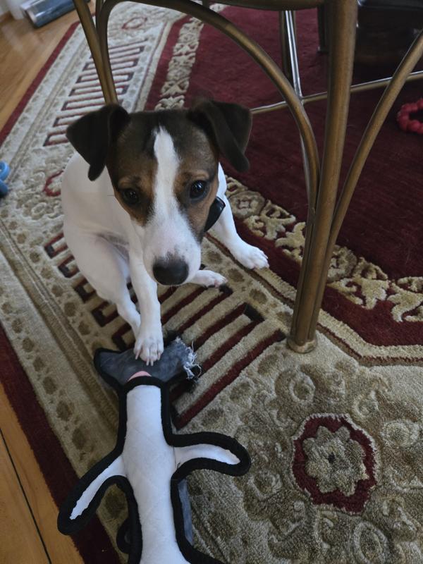 Hammerhead Shark $26.66 for less than 10 minutes of play time