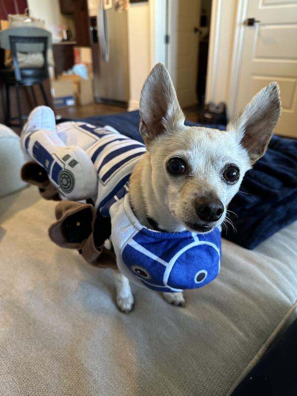 R2d2 store dog harness