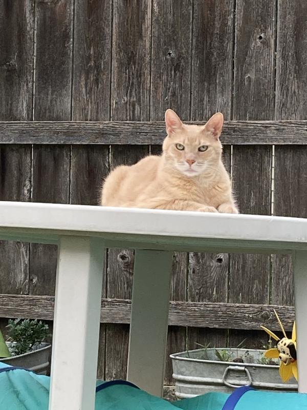 Big Buff Beautiful and Bladder strong