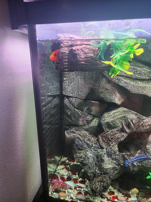 Medium log in 75 gallon cichlid tank