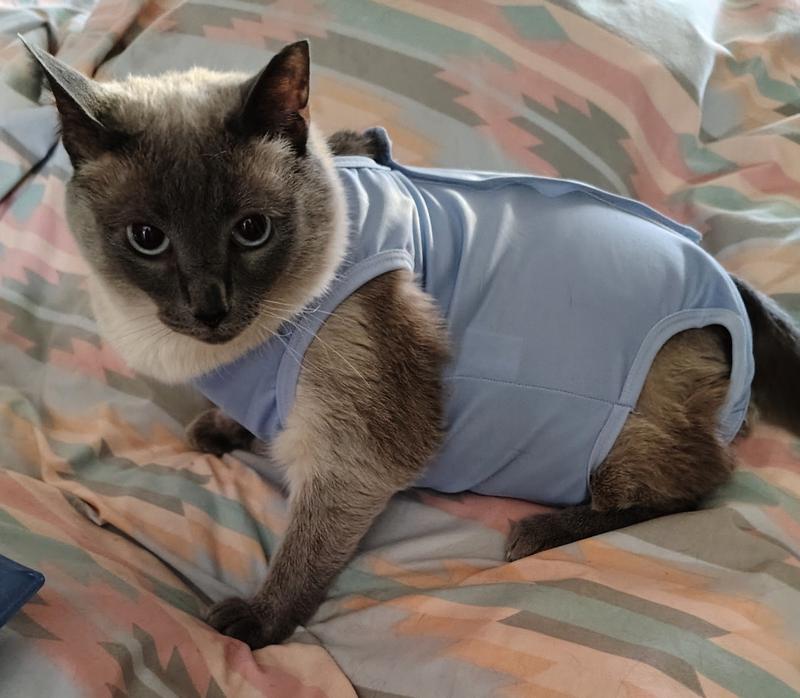 Cat Surgery Recovery Suit Female DOTON Cat Recovery Suit For Male