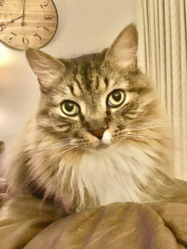 Thank you. Meow’zy!