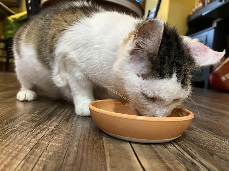 Kit Kat Loves his Salmon flavor entree
