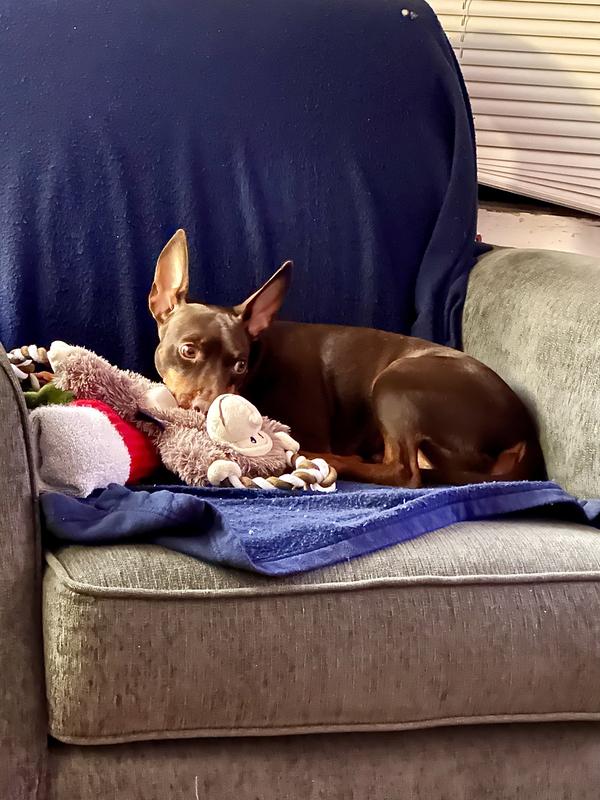 Loves playing tug and fetch