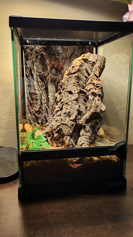 Arboreal tarantula tank