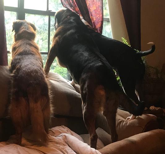 Holly, Sophie, and AR Wallace watching the neighborhood cat.