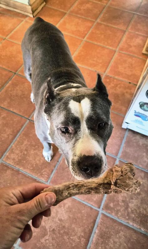 DZIKA LOVED HER DUCK NECK TREAT