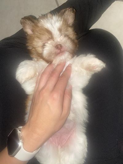 Hazel the coconut smelling puppy