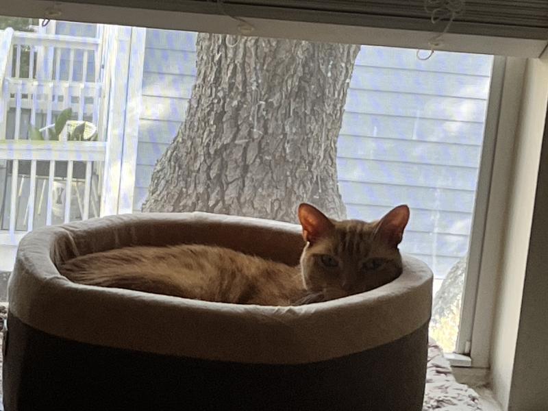 His favorite spot in the whole house!