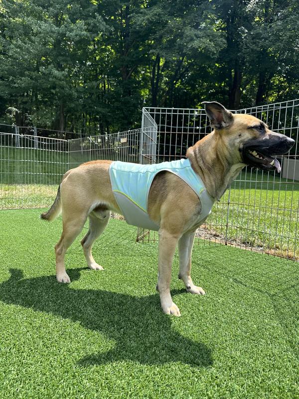 RUFFWEAR Swamp Cooler Zip Dog Vest, Blue Mist, X-Small - Chewy.com