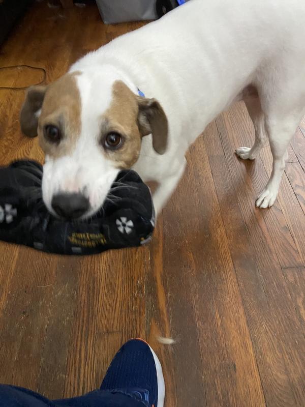 Mac squeaks the truck toy