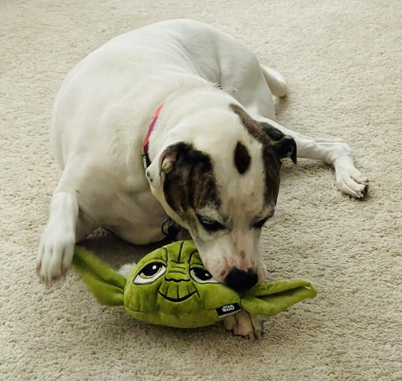 Product Reviews for STAR WARS YODA Round Plush Squeaky Dog Toy