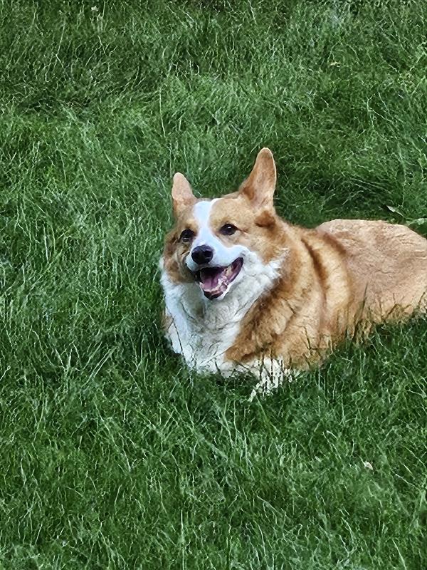 Playing in the yard,chasing squirrels!