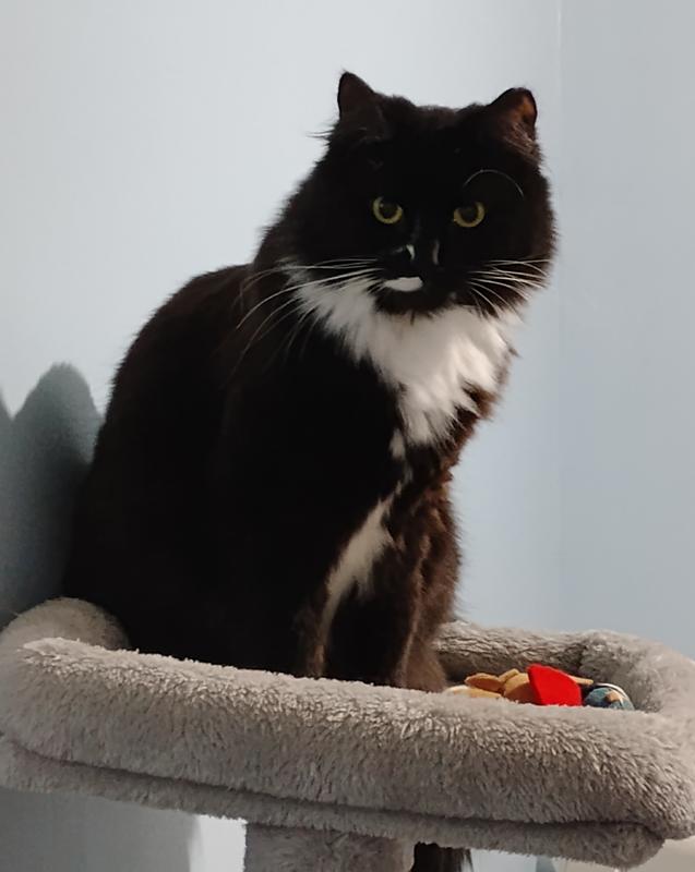 "Magic" is my newest addition, and only 1 yr! Very Much a Kitten!