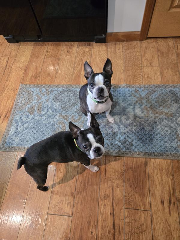 Kat & Star waiting for a treat.