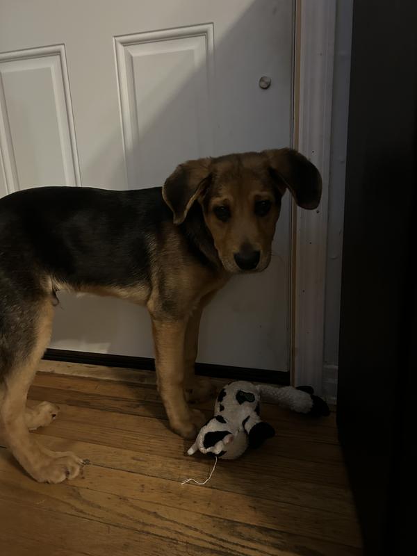 MILKBONE Original Puppy Biscuit Dog Treats, 16oz box