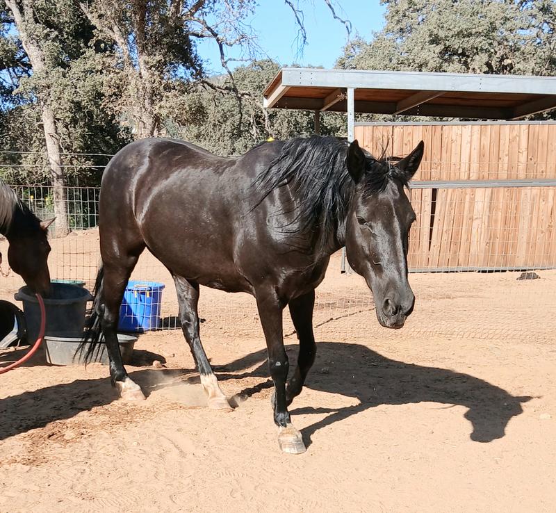 Our 21 year old mustang mare
