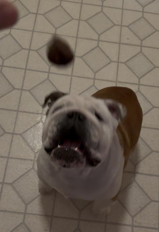 Hold the package up high or the whole thing might be stolen - they are that good!