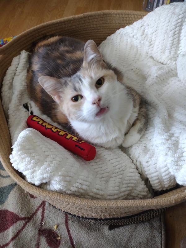 Bitz with her dynamite catnip toy