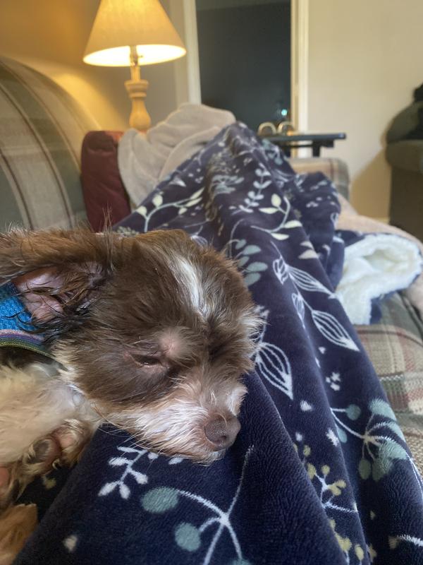 Finally resting because his ears don’t hurt anymore.