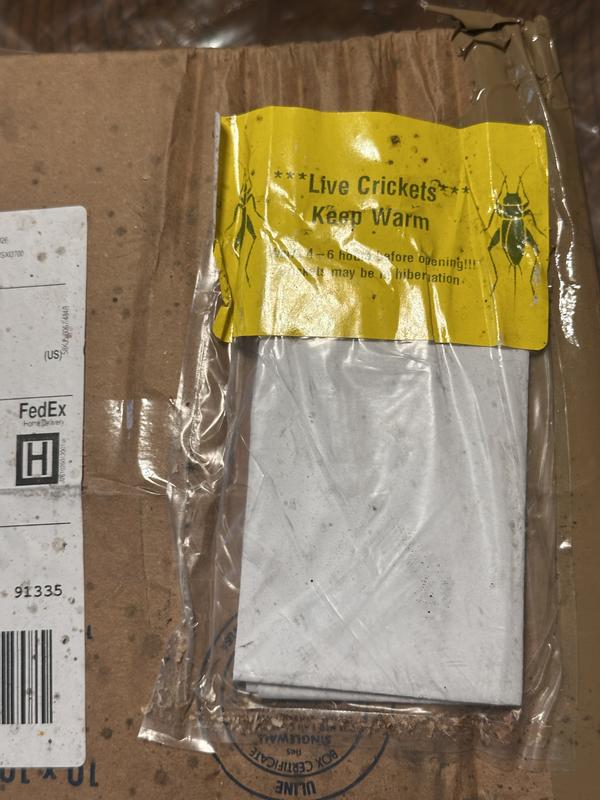 "Live crickets" on mealworm box