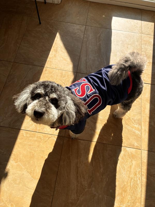 Top view of pup wearing jacket